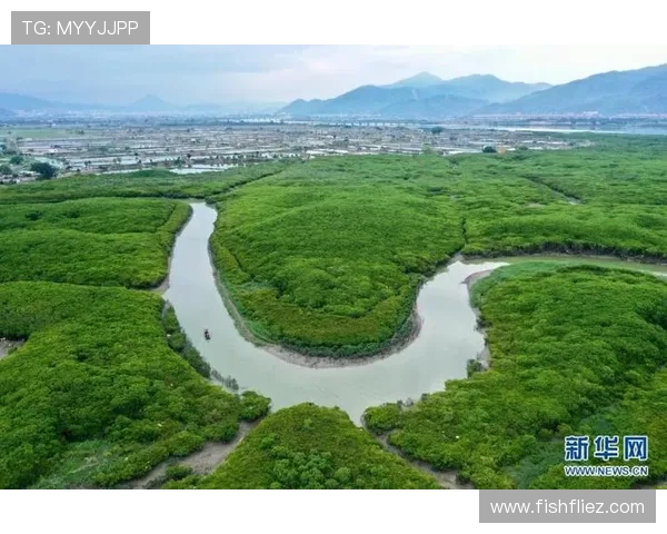 红树林娱乐:在自然保护区中享受多样化的娱乐活动,感受绿色生态的无限魅力 红树林娱乐:在自然保护区中享受多样化的娱乐活动,感受绿色生态的无限魅力